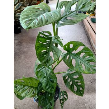 Monstera Monkey Mask 18cm pot