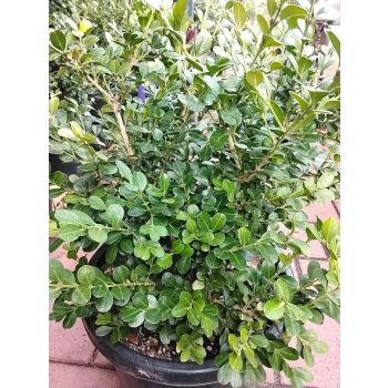 Microphylla Japonica Buxus in 14L pot