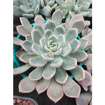 Echeveria Morning Beauty 9cm