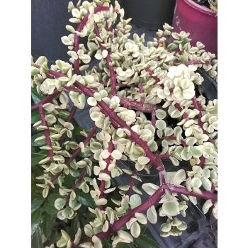 Portulaca Afra Variegated Jade 270cm HB