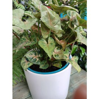 Syngonium Dwarf Princess 14cm/Height:20cm.