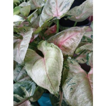 Syngonium Dwarf Princess 14cm/Height:19cm.