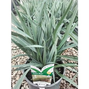 DIANELLA CASSA BLUE 'DBBO3' PBR 5L pot