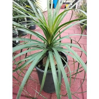 BEAUCARNEA RECURVATA 5L POT