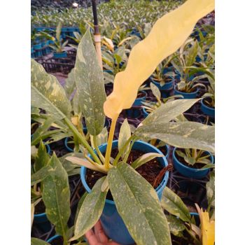 Philodendron Ring of Fire 14cm pot