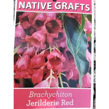 JERILDERIE RED Brachychiton Populneus X Acerifolius 30L