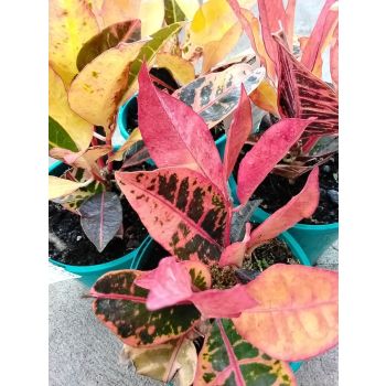 CROTONS Petra 14cm pot