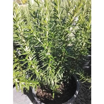 ROSEMARY Tuscany Blue 5L pot.