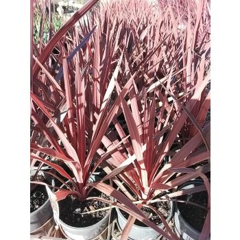 Cordyline Red Star 14cm pot