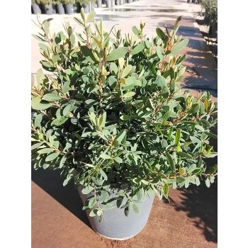 Leptospermum Fore Shore PBR [POT SIZE: 5L)
