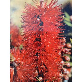Callistemon Cantain Cook (POT SIZE: 14cm)