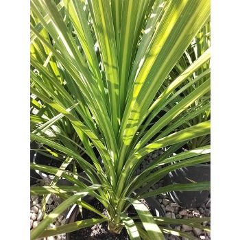 CORDYLINE Kaspar Green (POT SIZE: 5L)