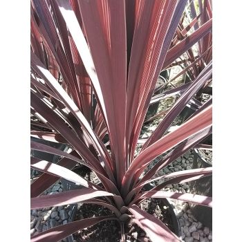 CORDYLINE Red Sensation (POT SIZE: 5L)