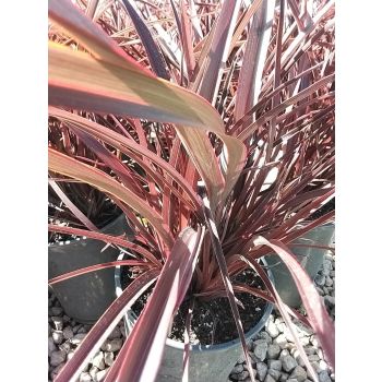 PHORMIUM Bronze Baby (POT SIZE: 5L)