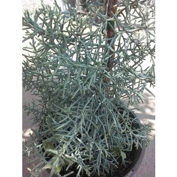 Cupressus Blue Ice 5L pot