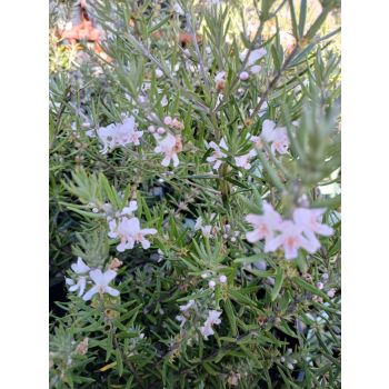 Westringia Dampieri 13cm