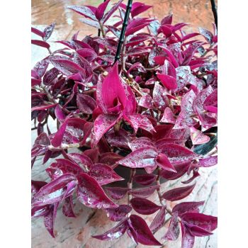Tradescantia PURPLE 270mm HB