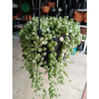 Senecio String of Pearl 14cm HB