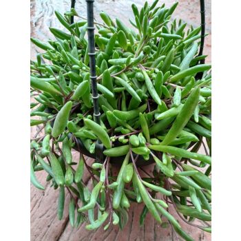 OTHONNA Ruby Necklace 200mm HB