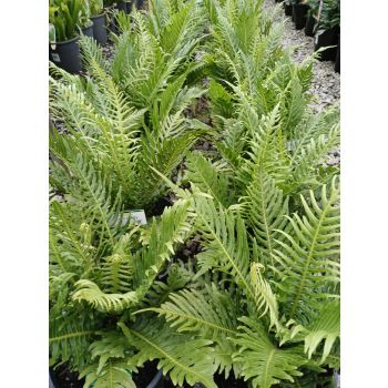 Silver lady Fern 'Blechnum' 17cm