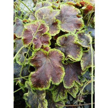 HEUCHERELLA Solar Eclipse 17cm