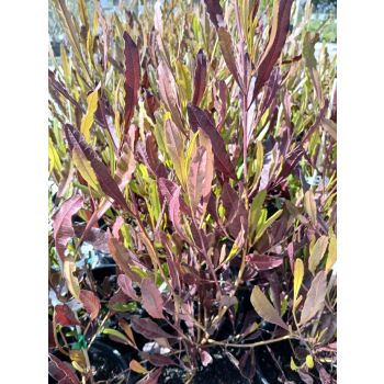 DODONNAEA VISCOSA Purpurea 14cm pot