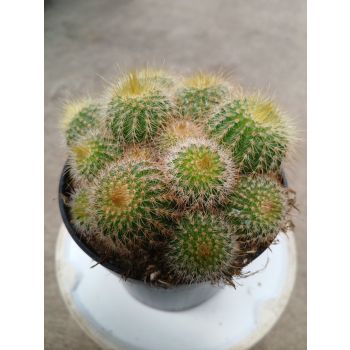 PARODIA MAGNIFICA "Ball Cactus" 95mm pot (Pick Up)