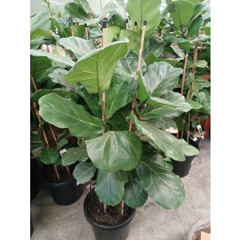 FICUS LYRATA 30CM POT