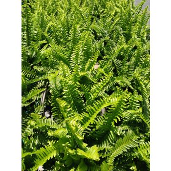 NEPHROLEPIS Emerald Queen 14cm