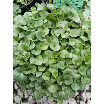 Dichondra Repens 13cm pot