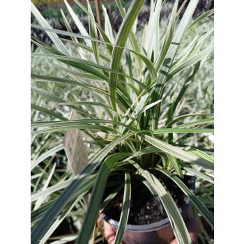 OPHIOPOGON Stripey white 14cm pot