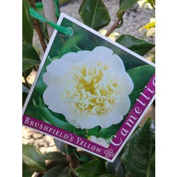 CAMELLIA Brushfield Yellow 5L pot