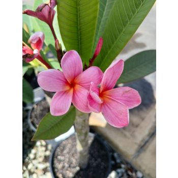 PLUMERIA Frangipani Candy 'O' 5L