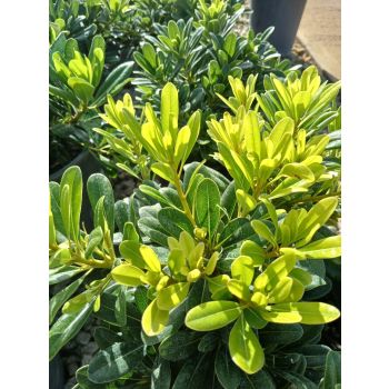 Pittosporum Miss Muffett 5Ltr