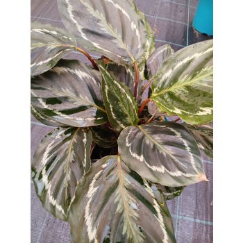 CALATHEA Medallion 18cm ( ONLINE ONLY)