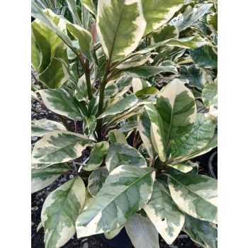 PISONIA Brunonianum Variegated 5Ltr