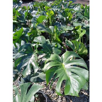 MONSTERA Deliciosa 17cm pot