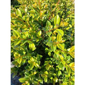 LILY PILLY SYZYGIUM Australae 'Pinnacle' 5ltp