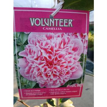 CAMELLIA Volunteer PBR 5ltp