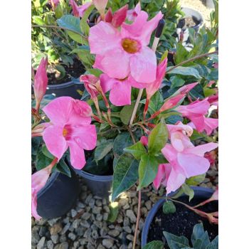 Mandevilla "Pretty Rose Pink" 5ltp