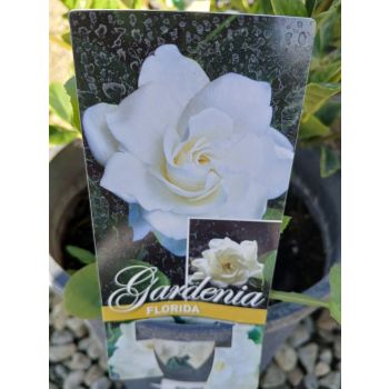 GARDENIA Florida 5ltp