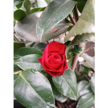 CAMELLIA MIDNIGHT 5ltp
