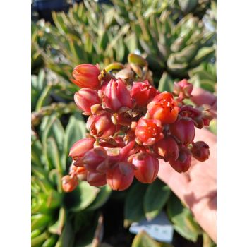 Echeveria 'Star Green' 17cm