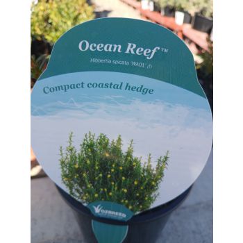 HEBBERTIA Ocean Reef 13cm