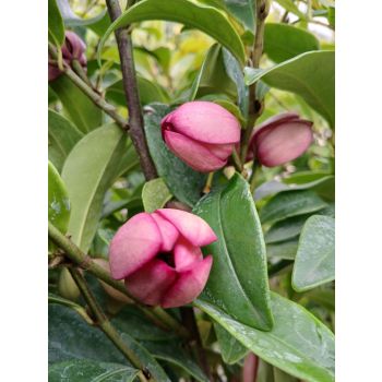 Michelia FIGO "Port Wine Magnolia" 30cm pot
