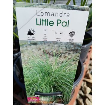 LOMANDRA Little PAL 14cm