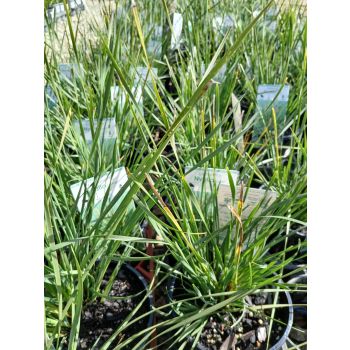 LOMANDRA Nyalla 14cm