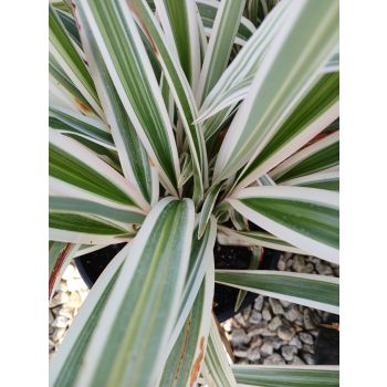 DIANELLA Hybrid variegated 5ltp