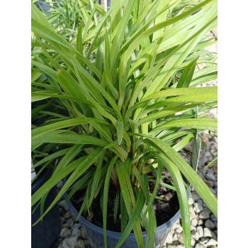 DIANELLA Little Jess 5ltp