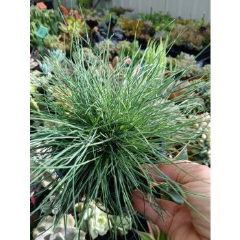 FESTUCA Glauca 14cm - Ground Cover